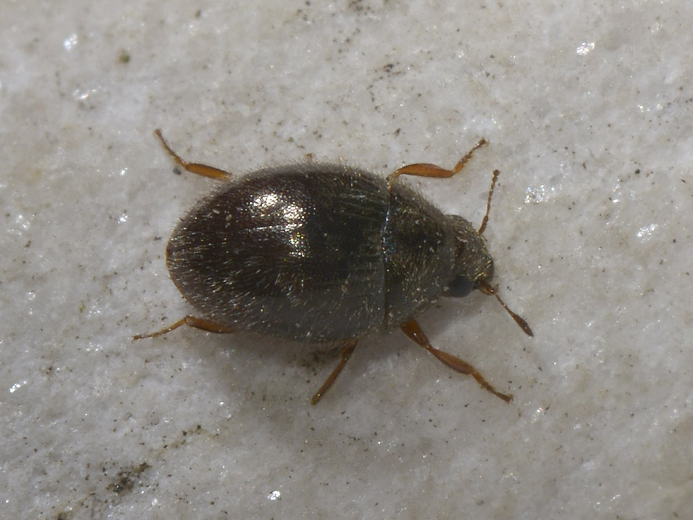 Due Byrrhidae: Simplocaria semistriata (cf.)